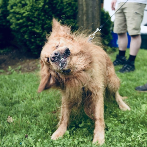 Meet your Posher, Matthew - Picture 2 of 4